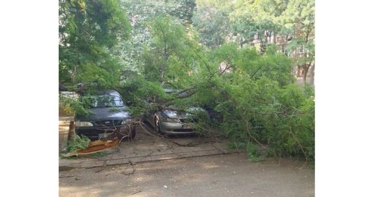 Клон падна върху две коли в Пловдив