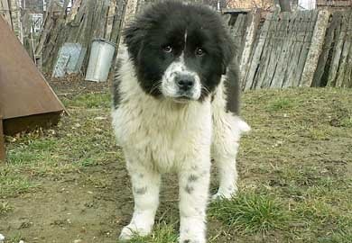 bylgarskoovcharskokuche