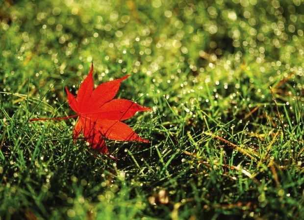 Слънчево време след нощното clearing, студено начало на деня и приятни ноемврийски температури