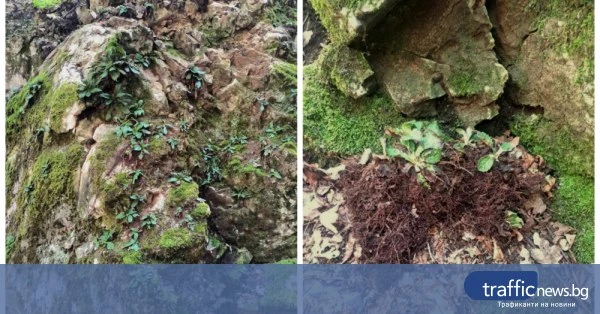 share_ustanoviha-seriozni-shteti-po-212