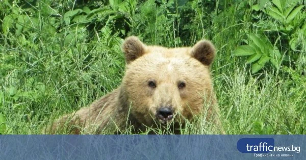 share_zapoznaite-mechkata-yeta-bezsporniiat-024