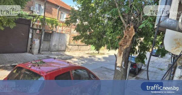 Жители на ул. Поп Манол в Пловдив искат спешни мерки след паднали дървета
