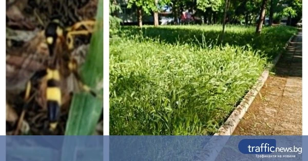 Засилено присъствие на земни оси в парковете и зелените площи на Пловдив