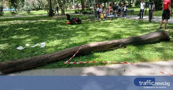 Изгнил клон се срути до деца по време на фестивал в Цар‑Симеоновата градина