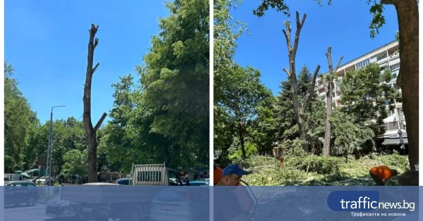 Мащабна санитарна резитба на тополи на ул. „Младежка” в Пловдив предизвика реакции