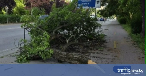 Клон падна върху тротоар и велоалея на бул. „Васил Априлов“ в Пловдив