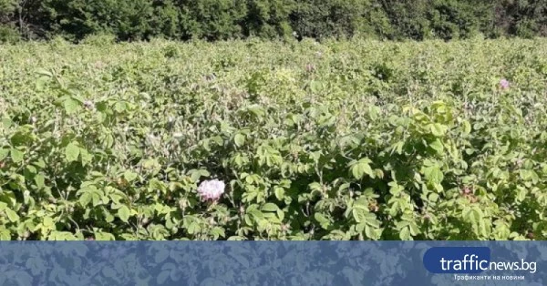 Розопроизводители от Карлово алармират за липса на работници и ниски изкупни цени