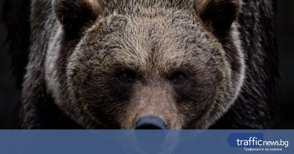 Институции призовават туристите след смъртен инцидент с мечка на Витоша