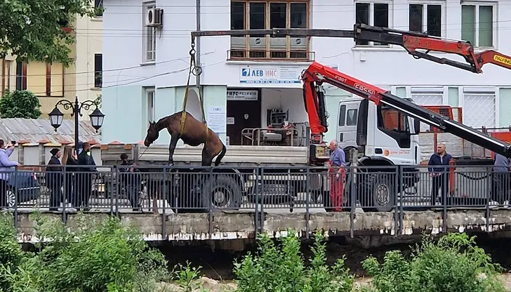 Спасени два коня при акция в коритото на река Бели Вит