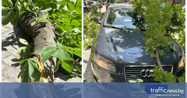 Изгнил клон падна върху автомобил на ул. „Жан Жорес“ в Пловдив