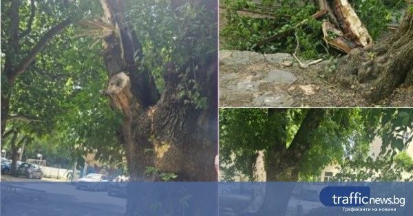 Дърво падна в двора на Хуманитарната гимназия в Пловдив, било предвидено за премахване