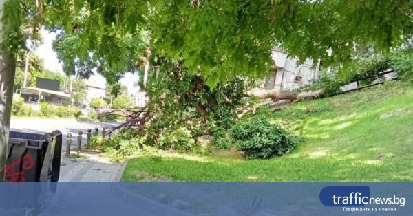 Дърво падна на метри от пешеходец пред духовната семинария в Пловдив