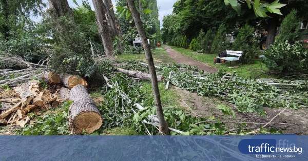 Започна премахването на опасните тополи по бул. „Марица – Север“ в Пловдив