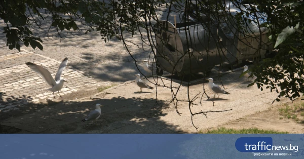 Гларуси в Пловдив създават проблеми с шум и отпадъци