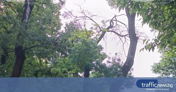 Изсъхнал клон над детска площадка в центъра на Пловдив тревожи граждани