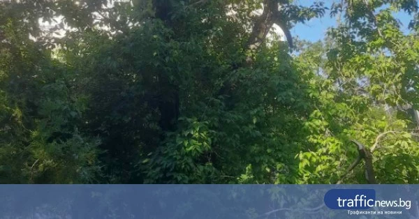 Клон от дърво се стовари върху пловдивчанка в центъра на Пловдив