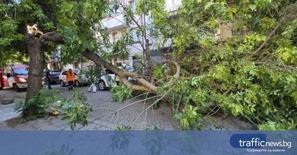 Клон падна върху лек автомобил в центъра на Пловдив