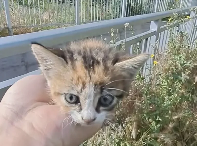 Млад мъж спаси коте, изхвърлено в дере в Карлово