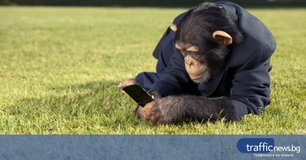 Социалните мрежи задействат механизми, описвани като „маймунски мозък“