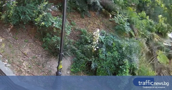 В Пловдив дърво се срути в подножието на Небет тепе