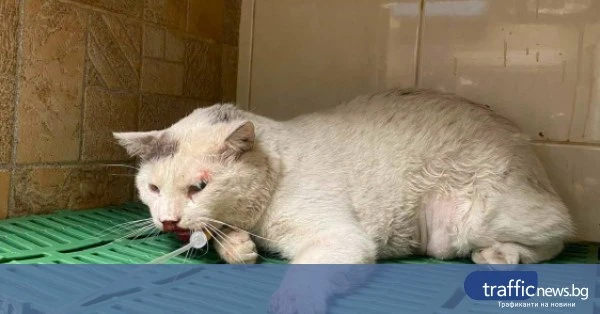 share_kote-blasnato-kola-plovdiv-se-bori-886