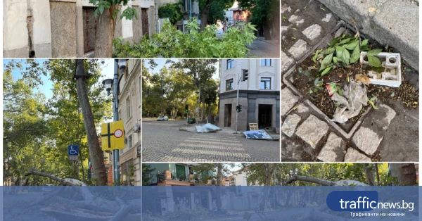 Пловдив след нощната буря: множество паднали дървета и евакуации