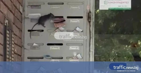share_ogromen-plah-se-razhodi-po-poshtenskite-029