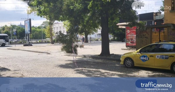 Опасен клон над пътното платно на улица „Капитан Райчо“ в Пловдив
