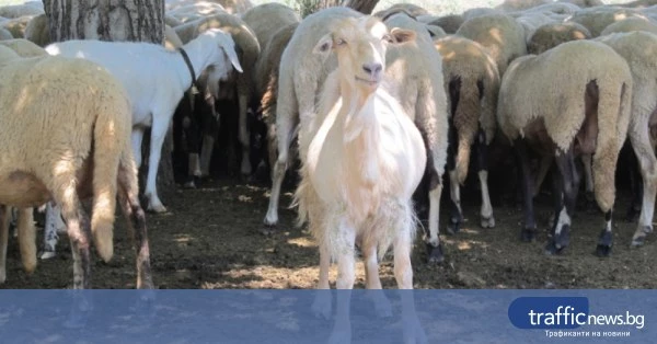 Откриха първично огнище на шарка по овце и кози край Пловдив