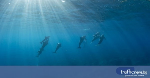 share_ribari-voenni-sa-izbili-bebetata-828