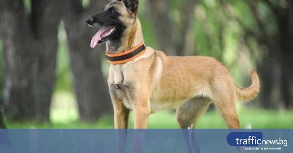 share_kuche-nahapa-8-godishno-dete-park-stara-345