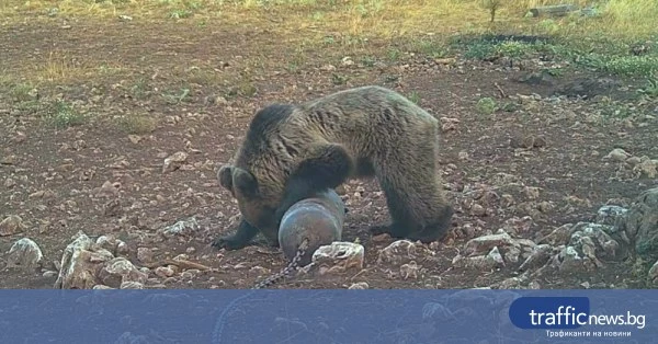 share_mechkata-iziala-150-kg-med-krai-733