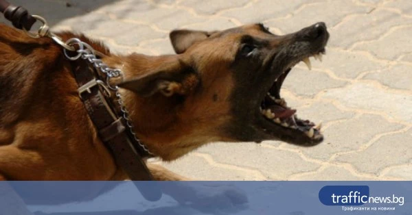 Четири кучета нахапаха 7-годишно дете във Враца