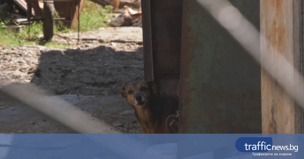 Кучета нахапаха 6-годишно дете във Враца