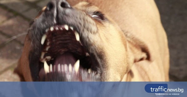 share_pitbul-nahapa-dete-kazanlak-arestuvaha-484