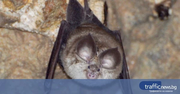 Пловдив организира Европейската нощ на прилепите на 9 септември