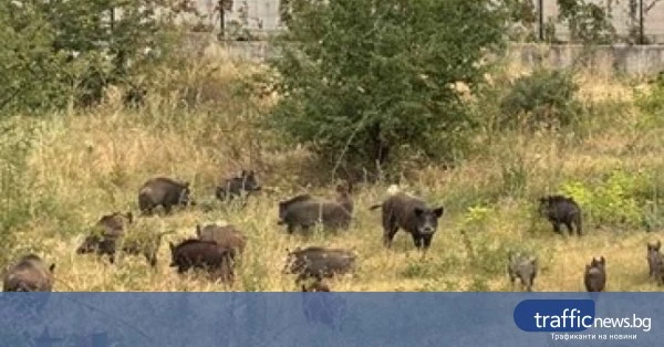 share_stado-divi-svine-napadnaha-zhilishten-825