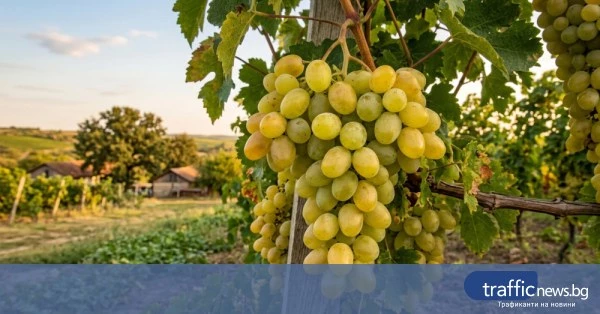 share_babh-varna-19-tona-grozde-turtsiia-698
